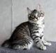 Kurilean Bobtail Chalounja Kurilkot