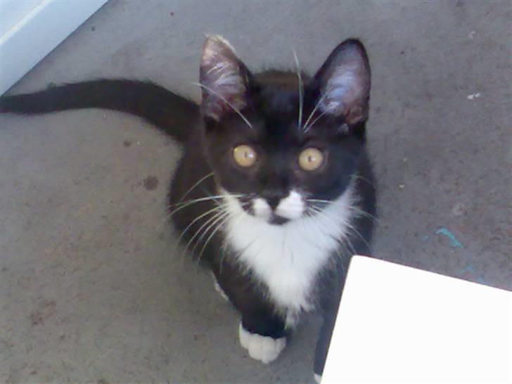 Blanding af racer - British shorthair :Nico - Da jeg var lillebitte ;) billede 20