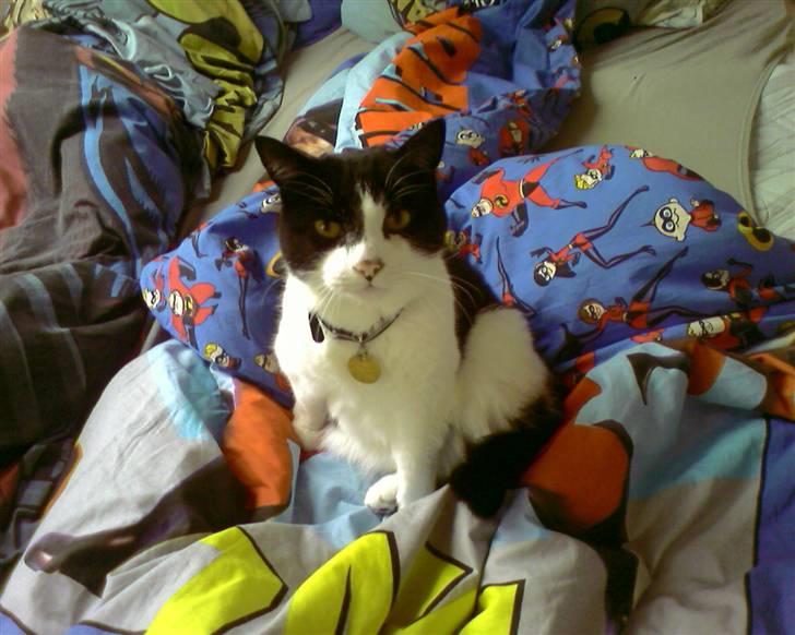 Huskat Skipper *R.I.P* - nyyt billede 9