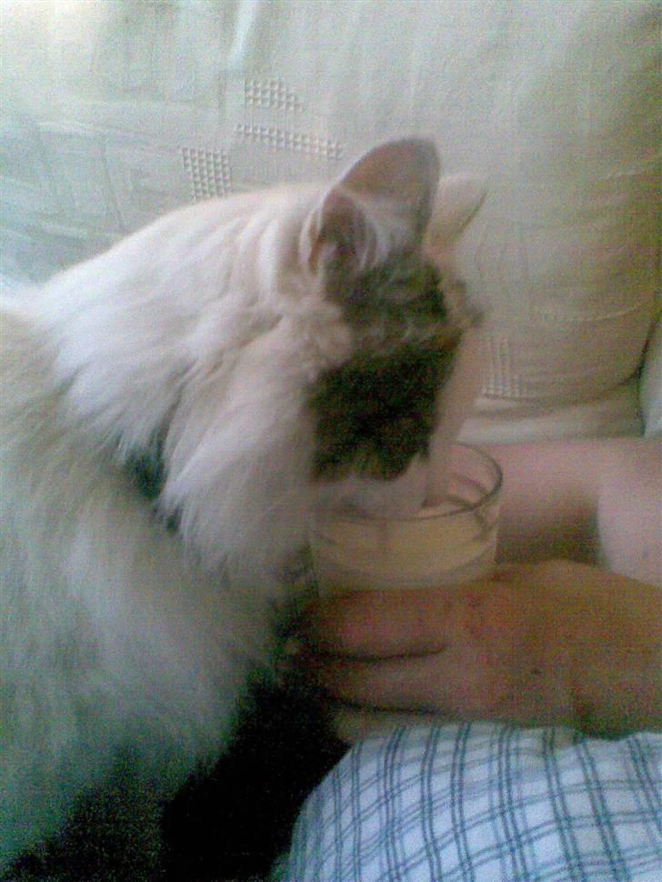 Norsk Skovkat Gismo - Stjæler fars mælk! Mums billede 18