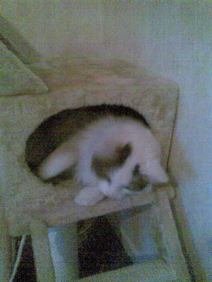 Norsk Skovkat Gismo - Gismo i sin hule  billede 19