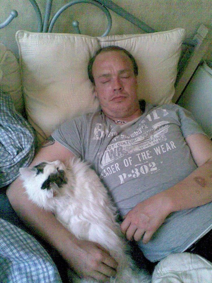 Norsk Skovkat Gismo - Tar lige en slapper med far! billede 20