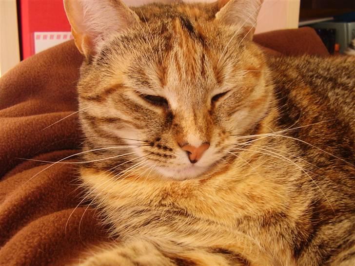 Blanding af racer Pjevs billede 1