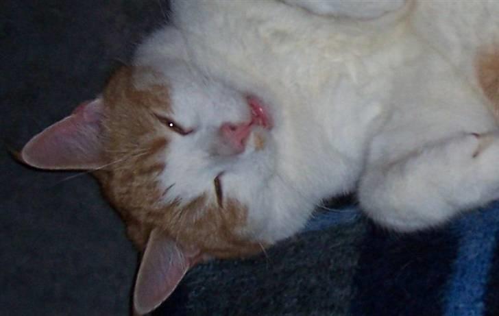 Huskat Pjevs. :(han er død): - Nære billed af Pjevs billede 1