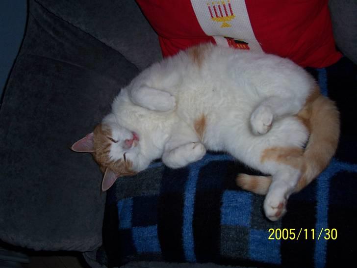 Huskat Pjevs. :(han er død): - Det er Pjevs egen stol og hvis der er nogle der sidder i den og han vil have den mjaver han så skal man gå heeh billede 2