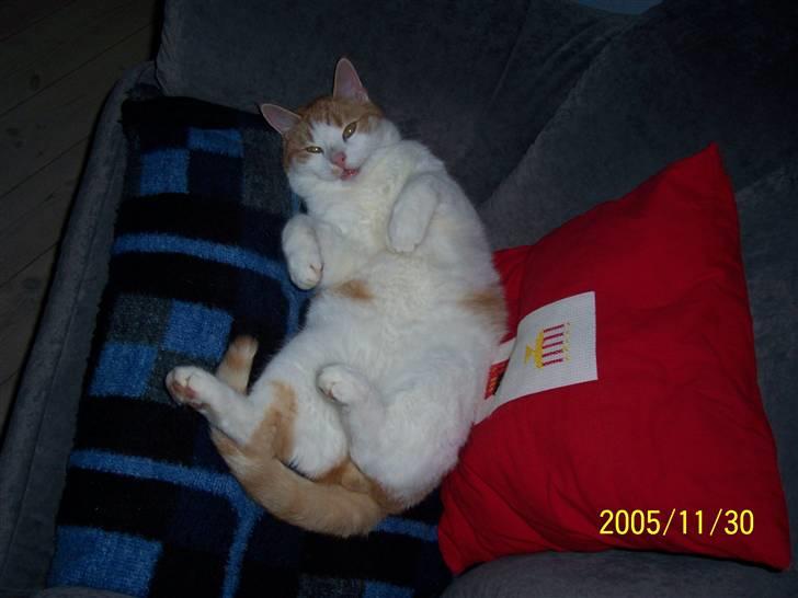 Huskat Pjevs. :(han er død): - Han hygger sig i sin dejlige stol billede 3