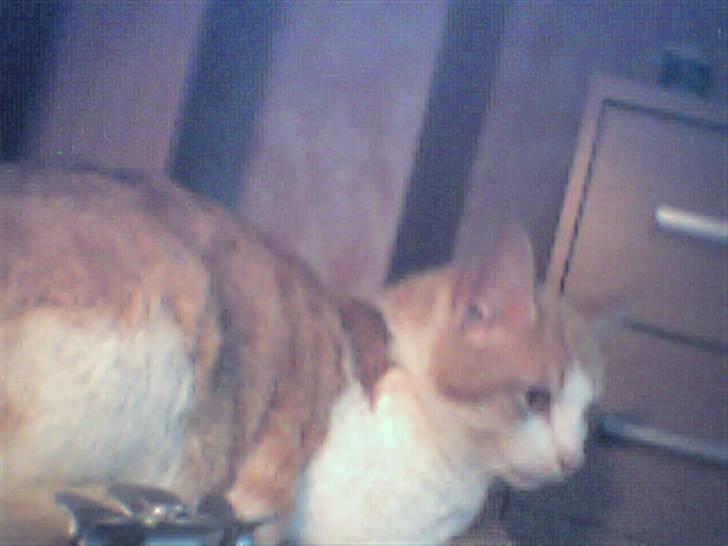 Huskat Pjevs. :(han er død): - Der sidder Pjevs på mit skrivebord ved siden af mig.. billede 4