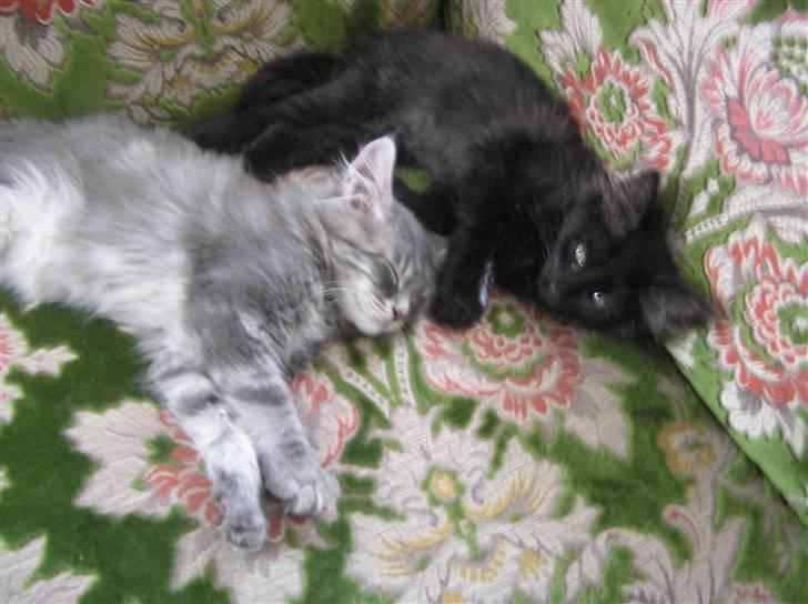 Maine Coon Kenzo billede 9