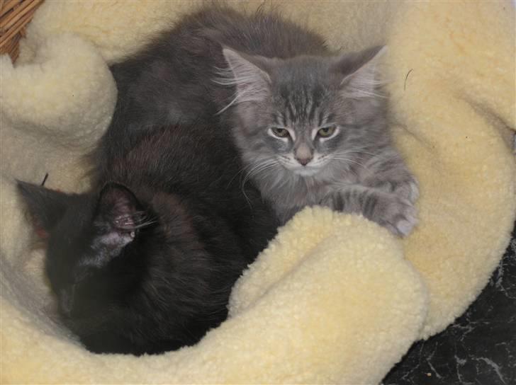 Maine Coon Kenzo billede 10