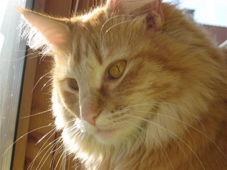 Norsk Skovkat Frække Frida - Velkommen til min profil, jeg hedder Adi men de kalder mig altså Frida.. :o) billede 1