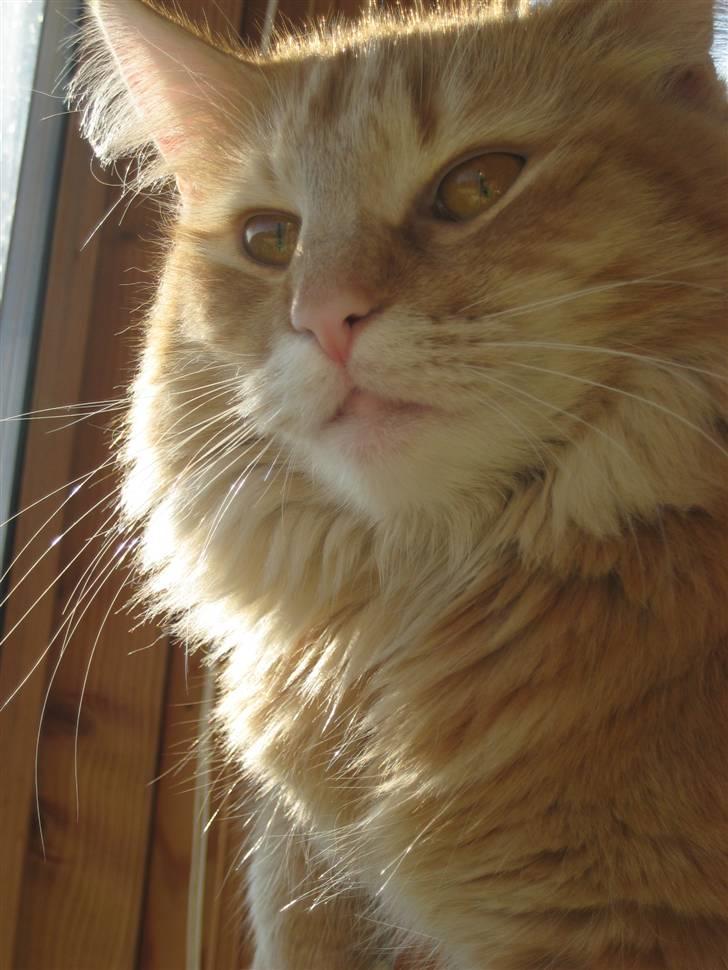 Norsk Skovkat Frække Frida - her er jeg en lille killing, det var inden min mor og far hentede mig.. billede 2