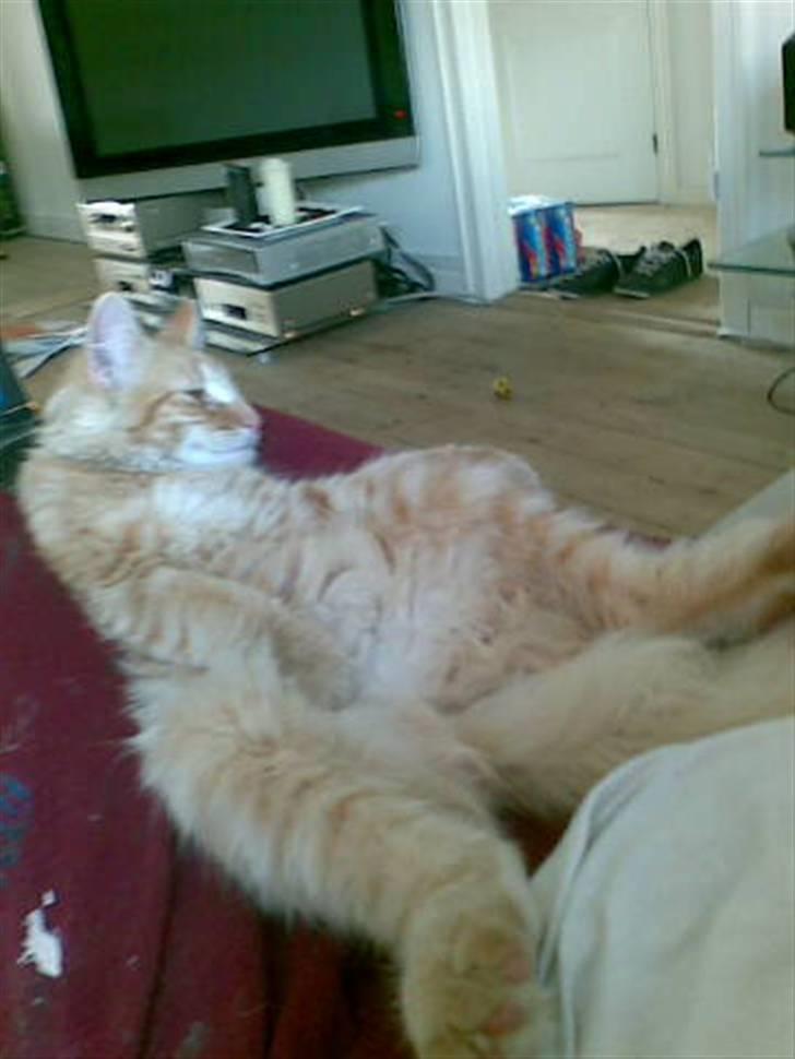 Norsk Skovkat Frække Frida - jeg ligger sammen med far og slapper af på den dejlige måde.. :o) billede 3