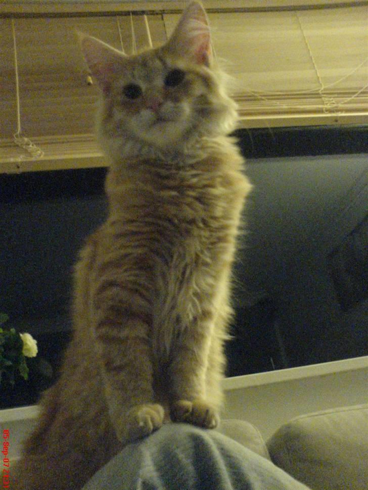 Norsk Skovkat Frække Frida billede 4