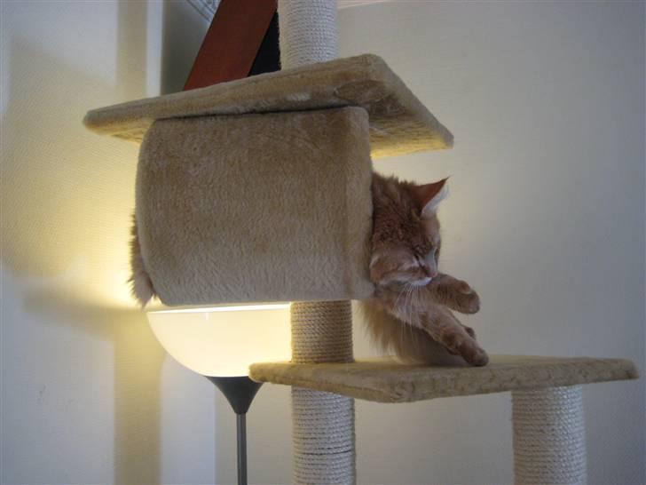 Norsk Skovkat Frække Frida - skal jo sover under dyen siger de kloge mennersker..  billede 5