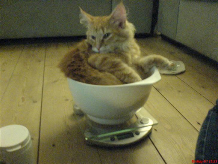 Norsk Skovkat Frække Frida - De siger at jeg er en papegøje.. hehe billede 6