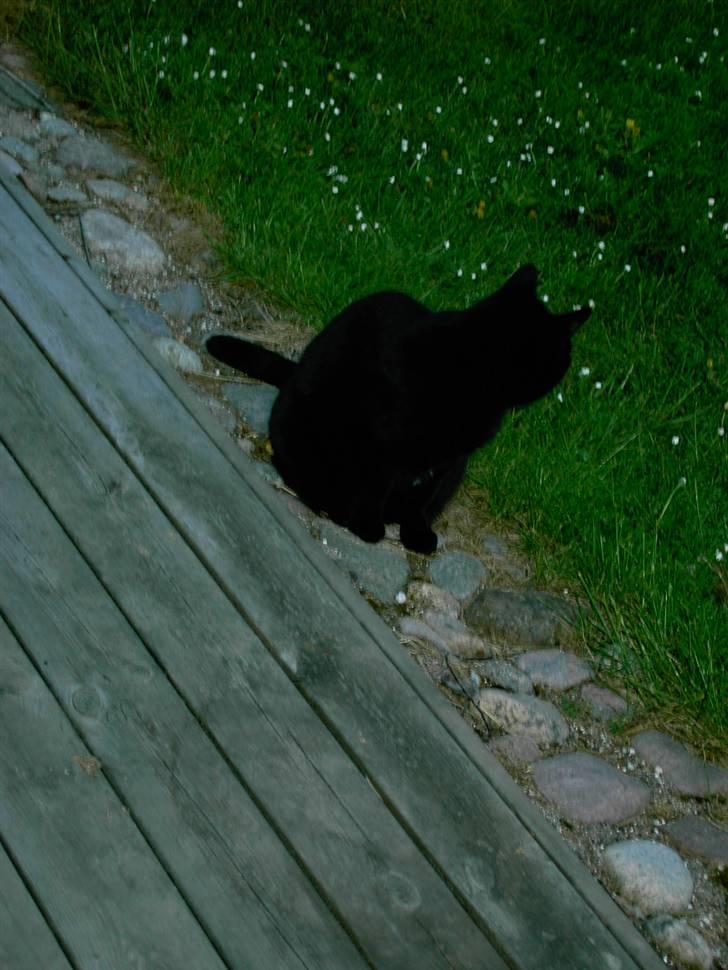 Huskat Mimi billede 9