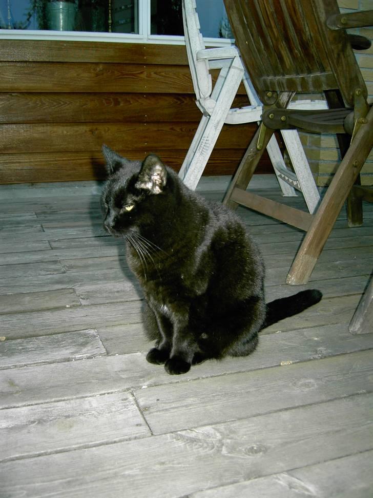 Huskat Mimi billede 10