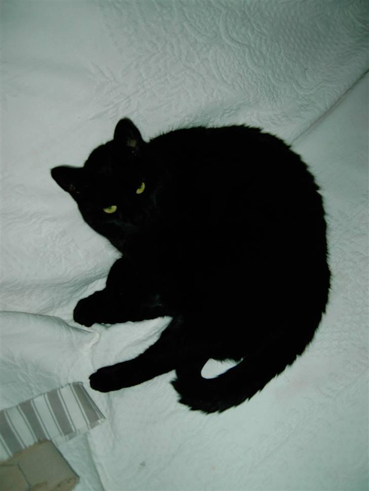 Huskat Mimi billede 11