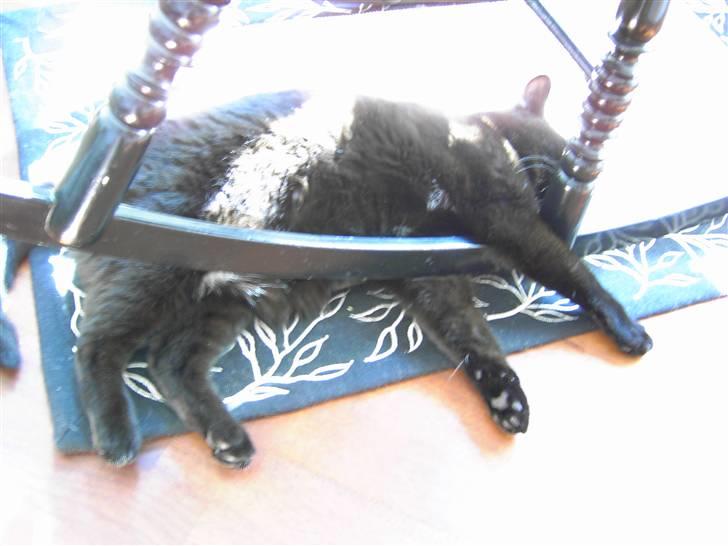 Huskat Mimi billede 12