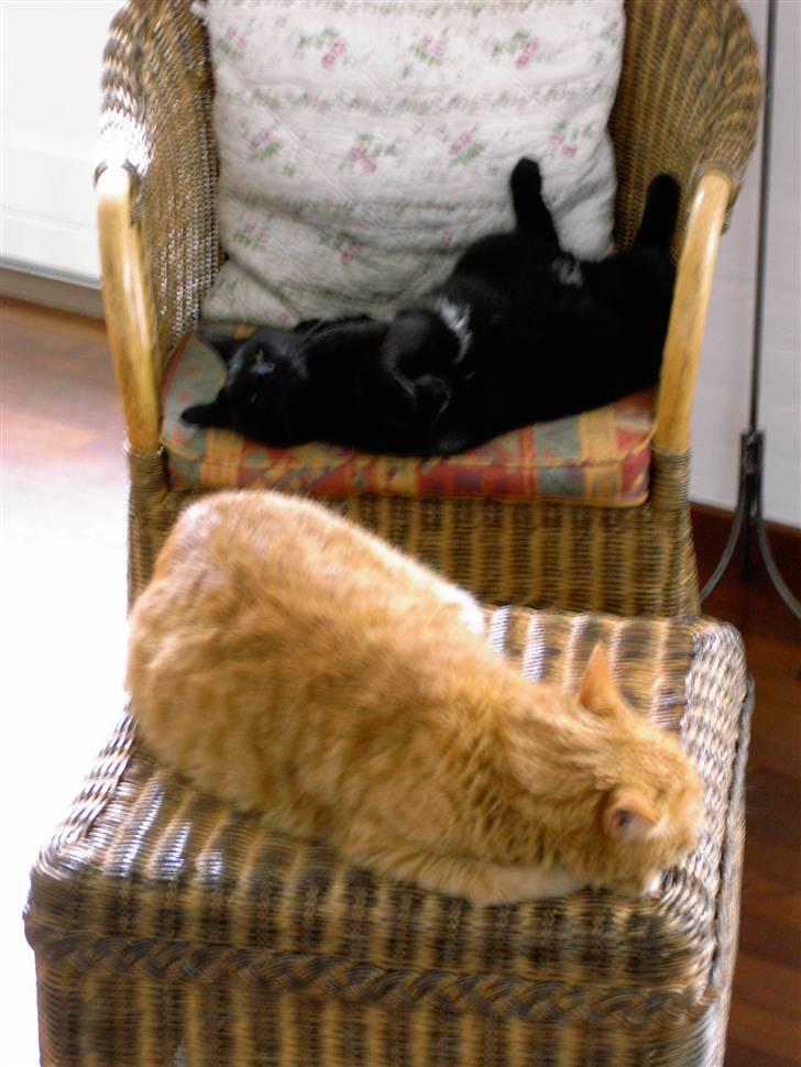 Huskat Mimi billede 13