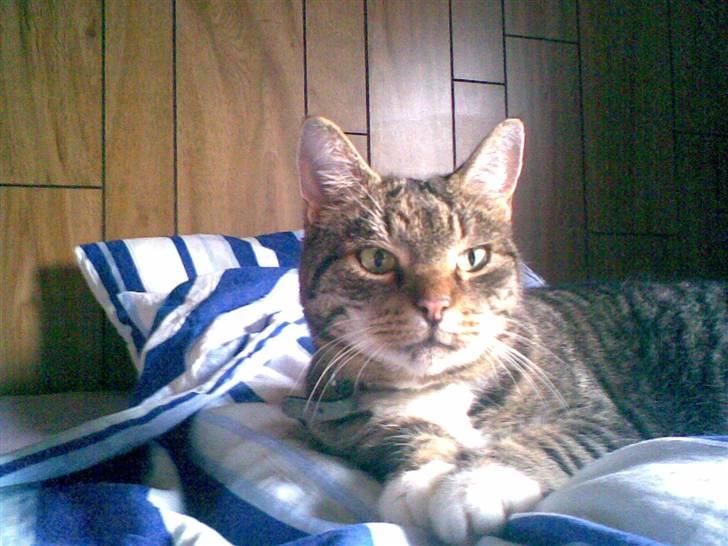 Huskat Katja billede 2