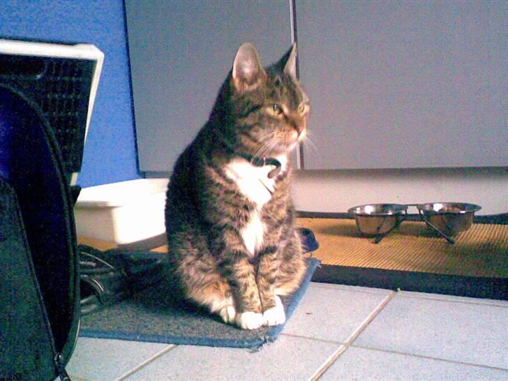 Huskat Katja billede 3