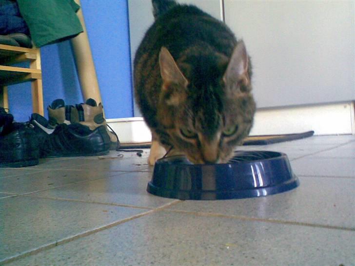 Huskat Katja billede 4