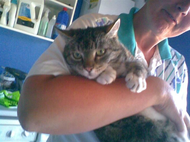 Huskat Katja billede 5