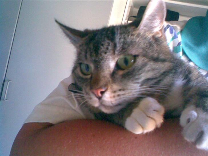 Huskat Katja billede 6