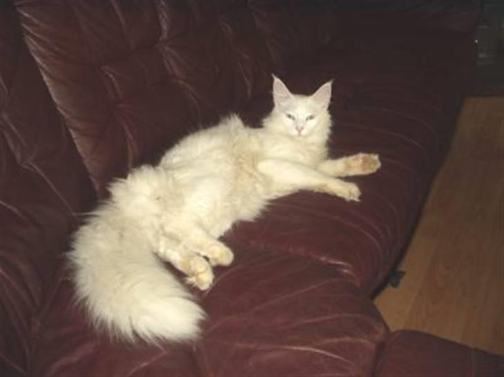 Norsk Skovkat DK Kj White Chokos Fnuggi billede 9