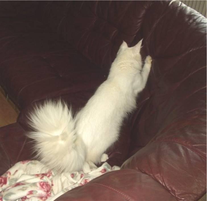 Norsk Skovkat DK Kj White Chokos Fnuggi billede 10