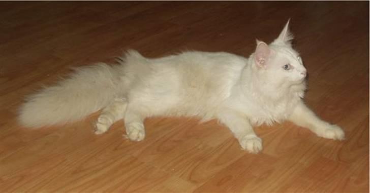 Norsk Skovkat DK Kj White Chokos Fnuggi billede 11