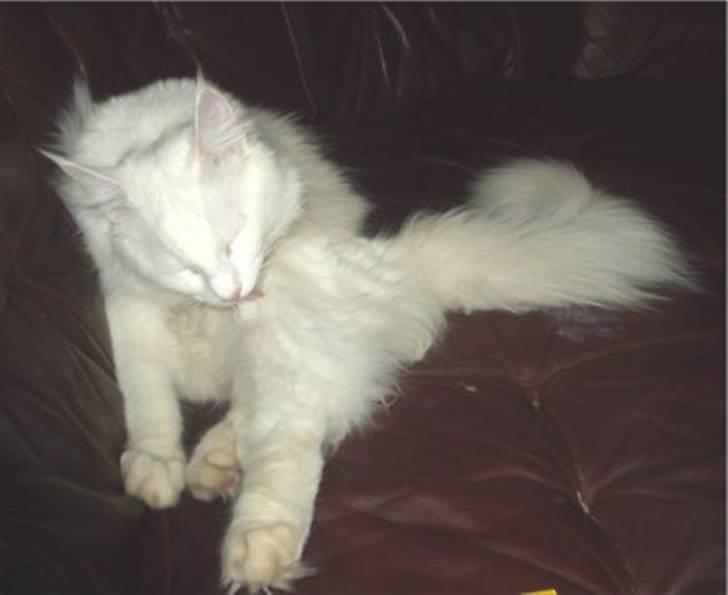 Norsk Skovkat DK Kj White Chokos Fnuggi billede 12