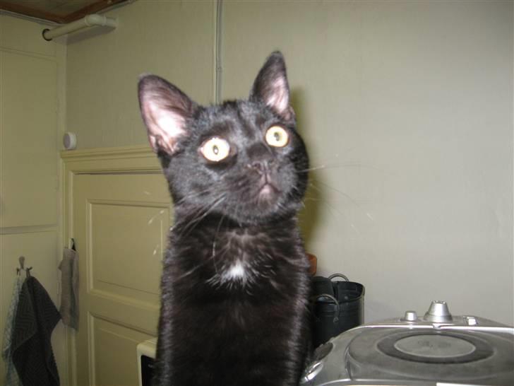 Huskat Pepsi - Min smukke Pepsi billede 1