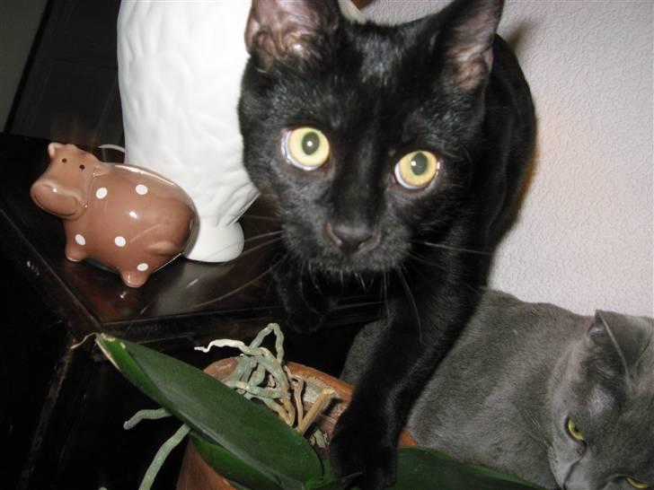 Huskat Pepsi - En meget uskyldig Pepsi. jeg har ikke gjort noget..... billede 2