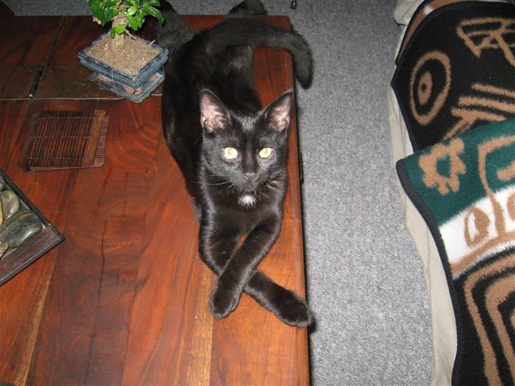 Huskat Pepsi - En eftertænksom Pepsi billede 3