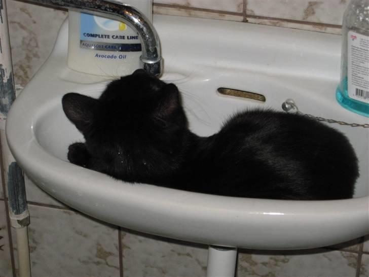 Huskat Pepsi - Der er dejlig koldt i handvasken billede 4