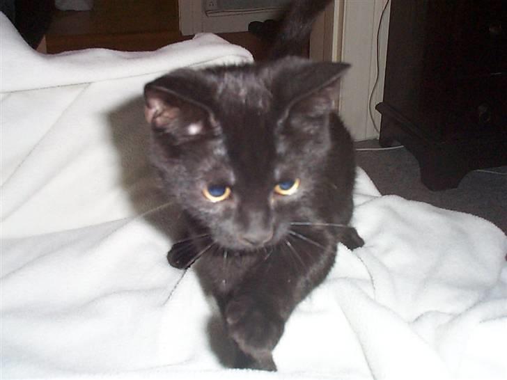 Huskat Pepsi - Så lille var pepsi engang... billede 5