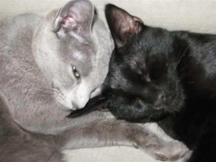 Huskat Pepsi - Smukke og pepsi snupper en lille lur sammen billede 6