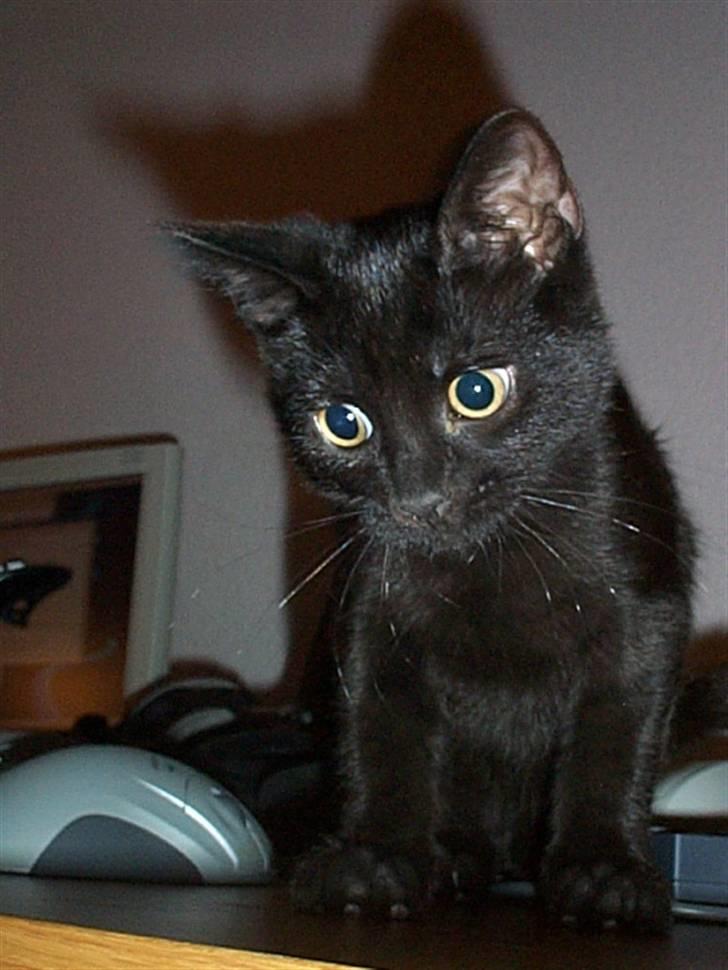 Huskat Pepsi billede 7