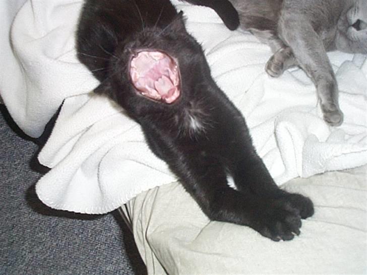 Huskat Pepsi - gabbbbbb billede 8