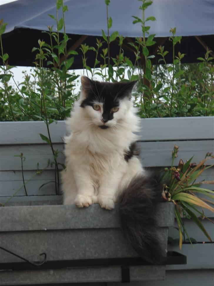 Maine Coon Smilla  billede 16
