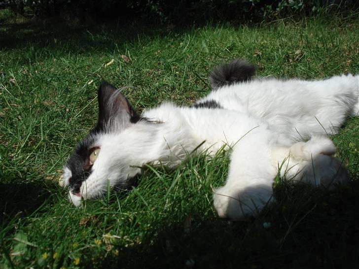 Maine Coon Smilla  billede 19