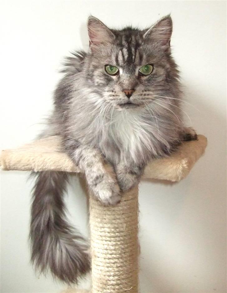 Maine Coon Ayo billede 1