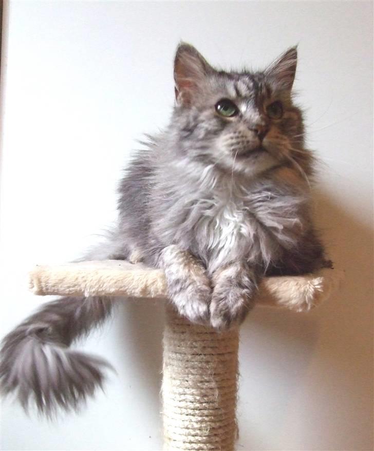 Maine Coon Ayo billede 2