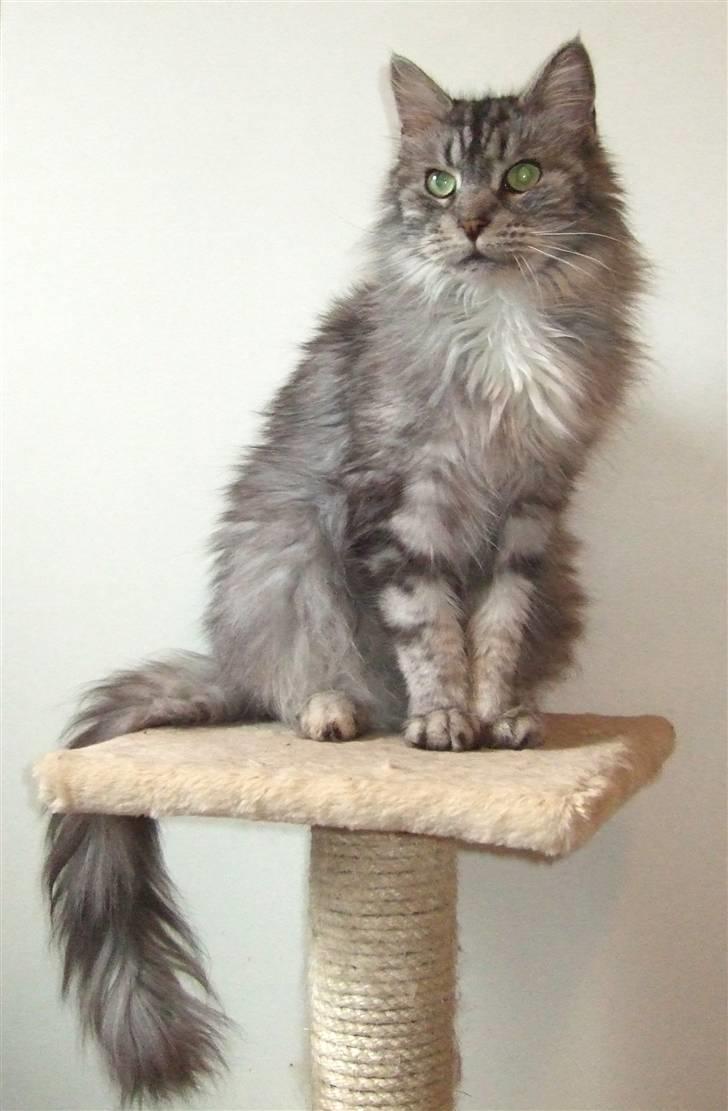 Maine Coon Ayo billede 3