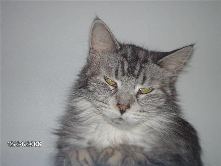 Maine Coon Ayo - Morgen??? Åhh nej, ikke allerede! billede 4