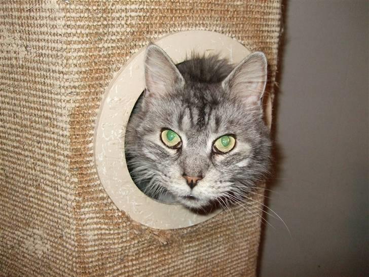 Maine Coon Ayo - Bad Hairday..... I kan da bare lade kameraet ligge i skabet! billede 5