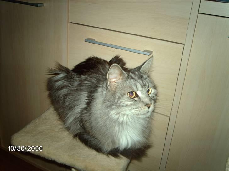 Maine Coon Ayo billede 6