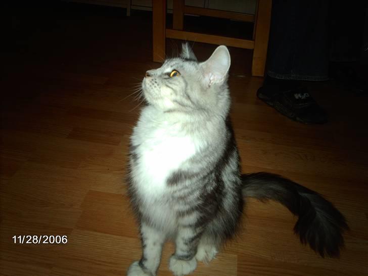 Maine Coon Troya - Så giv mig da den mus, altså! billede 3